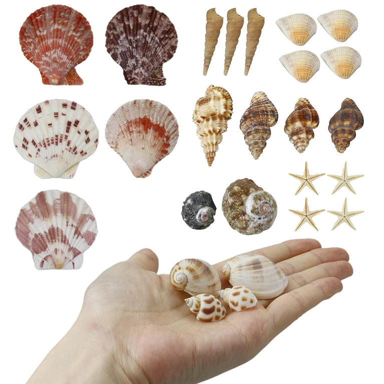 Mixed Sea Shells,Beach Seashells Starfish, Various Sizes Ocean Seashells for Fish Tank Vase Fillers, Beach Theme Party Wedding Decor, Candle Making, DIY Crafts, Home Decorations