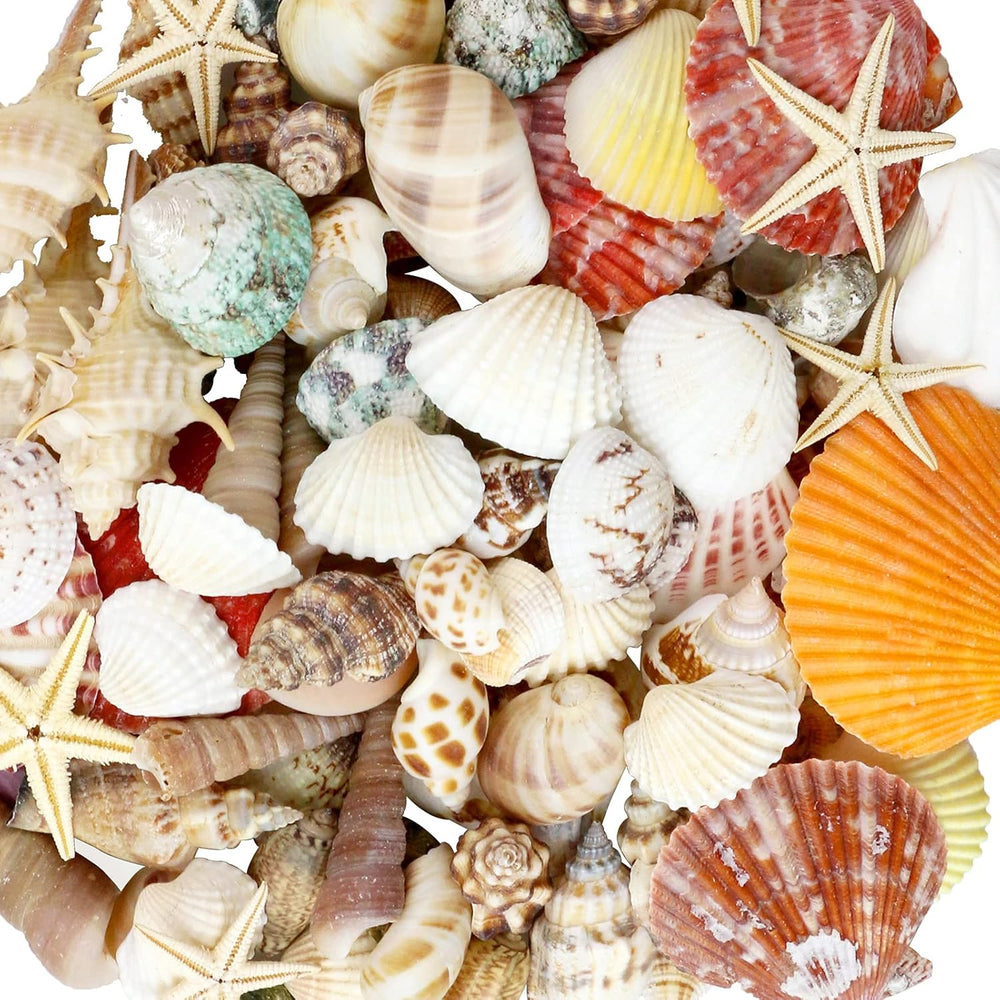 Mixed Sea Shells,Beach Seashells Starfish, Various Sizes Ocean Seashells for Fish Tank Vase Fillers, Beach Theme Party Wedding Decor, Candle Making, DIY Crafts, Home Decorations